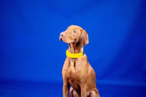 Read more about the article Invoxia Announces Revolutionary BioMetric Smart Dog Collar