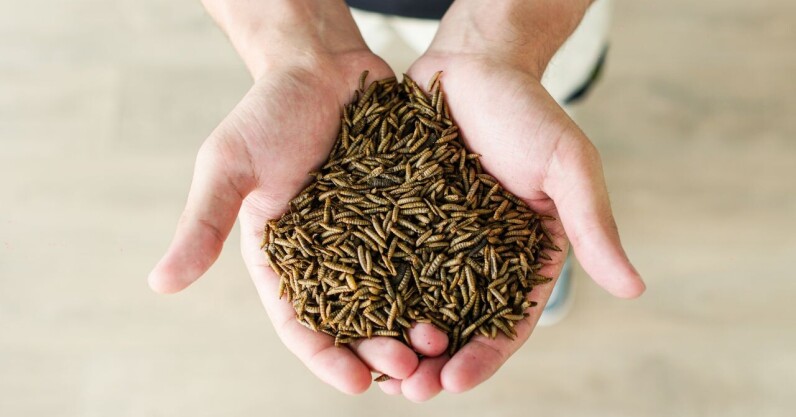You are currently viewing Insect farming startup targets pet food as gateway to human consumption
<span class="bsf-rt-reading-time"><span class="bsf-rt-display-label" prefix=""></span> <span class="bsf-rt-display-time" reading_time="3"></span> <span class="bsf-rt-display-postfix" postfix="min read"></span></span><!-- .bsf-rt-reading-time -->