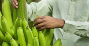 Read more about the article Browning bananas under threat as Philippines approves gene-edited version
<span class="bsf-rt-reading-time"><span class="bsf-rt-display-label" prefix=""></span> <span class="bsf-rt-display-time" reading_time="2"></span> <span class="bsf-rt-display-postfix" postfix="min read"></span></span><!-- .bsf-rt-reading-time -->