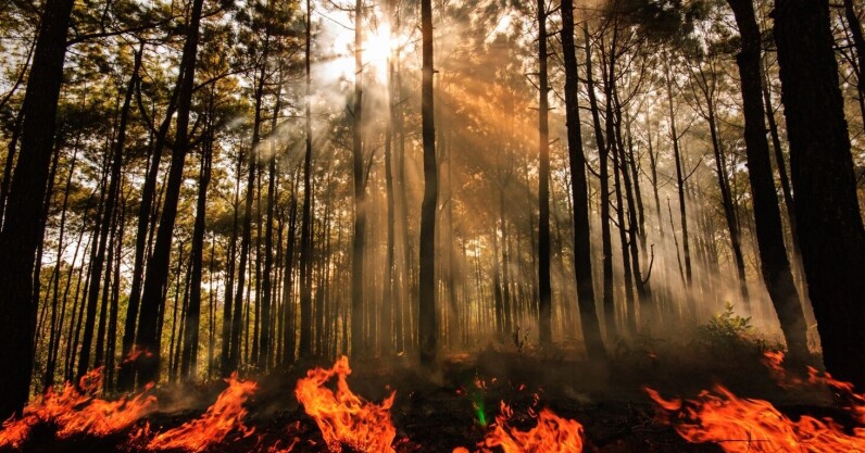 You are currently viewing AI sensors in the forest can smell a wildfire before it spreads
<span class="bsf-rt-reading-time"><span class="bsf-rt-display-label" prefix=""></span> <span class="bsf-rt-display-time" reading_time="4"></span> <span class="bsf-rt-display-postfix" postfix="min read"></span></span><!-- .bsf-rt-reading-time -->