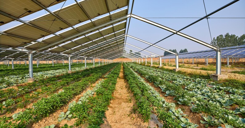 You are currently viewing EU backs new project that combines solar power with agriculture
<span class="bsf-rt-reading-time"><span class="bsf-rt-display-label" prefix=""></span> <span class="bsf-rt-display-time" reading_time="2"></span> <span class="bsf-rt-display-postfix" postfix="min read"></span></span><!-- .bsf-rt-reading-time -->