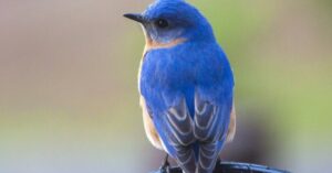 Read more about the article Bluebird-inspired material could boost battery life