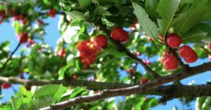 Read more about the article Dutch startup bags fresh funding to tailor orchard farming for every tree
<span class="bsf-rt-reading-time"><span class="bsf-rt-display-label" prefix=""></span> <span class="bsf-rt-display-time" reading_time="2"></span> <span class="bsf-rt-display-postfix" postfix="min read"></span></span><!-- .bsf-rt-reading-time -->